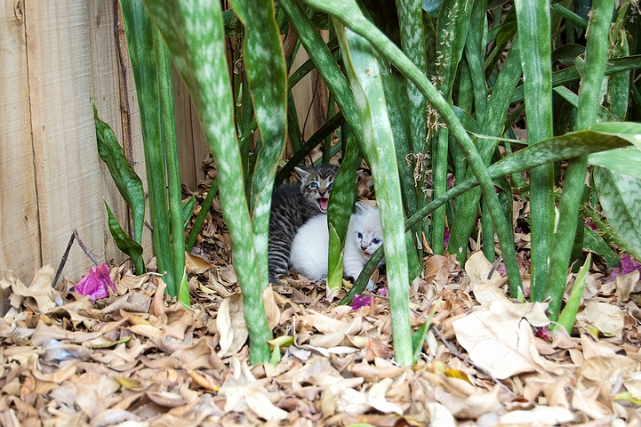 裏庭の野良子猫(2009年)の画像