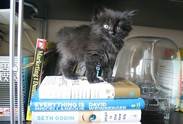 生後6週間の黒猫(2007年)の画像
