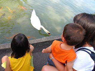 「シンガポールで家族旅行に最適な場所」として挙がったシンガポール植物園の白鳥(2010年)の画像