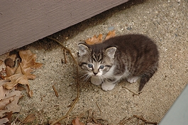 民家の中庭に遊ぶ野良子猫