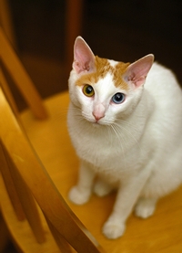 オッドアイを持つ「ジャパニーズ・ボブテイル」の猫(2006年)の画像