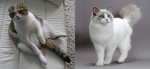 「スコティッシュ・フォールド」の猫と「ラグドール」の猫