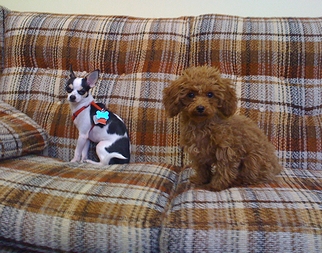 「大金持ちに飼われてる犬にありがちな品種」の一例として挙がった「チワワ」と「トイ・プードル」の飼い犬(2009年)の画像