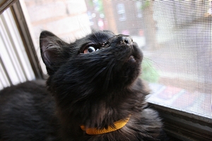 メインクーンの黒子猫(2009年)