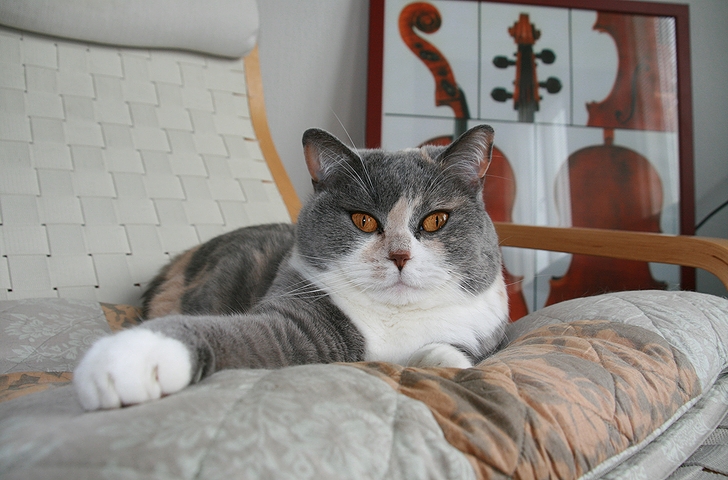 ブリティッシュショートヘアの猫(2012年)の画像