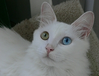 オッドアイを持つ「ターキッシュ・アンゴラ」の猫(2007年)の画像