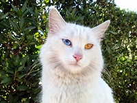 オッドアイを持つ「ターキッシュ・バン」の猫(2009年)の画像