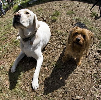 「大金持ちに飼われてる犬にありがちな品種」の一例として挙がった「ラブラドール・レトリバー」と「ヨークシャー・テリア」の飼い犬(2012年)の画像