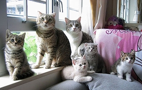 猫の一家の画像