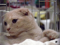 「スコティッシュ・フォールド」の猫(2009年)の画像