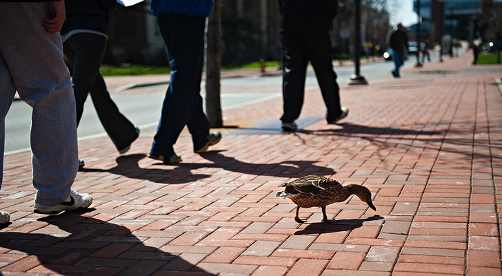 米国ペンシルベニア州立大学の学生たちを尻目に街路を散策するカモ(2010年)の画像
