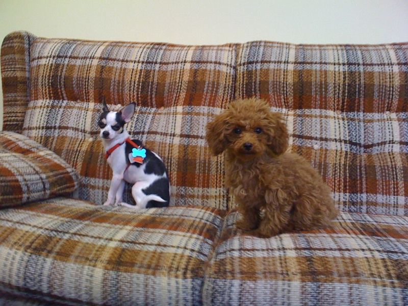 ファイル:Zoee and Tommy on the Couch 2 3329924664.jpg