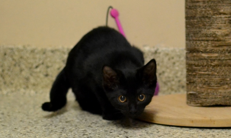 ファイル:Maeve-DSC 2567 9178919876.jpg