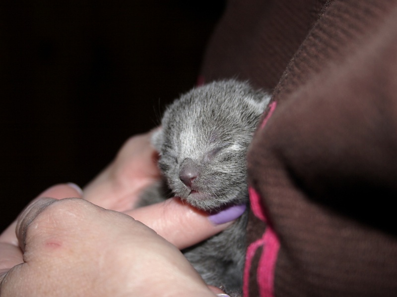 ファイル:Cuddle 162140759.jpg