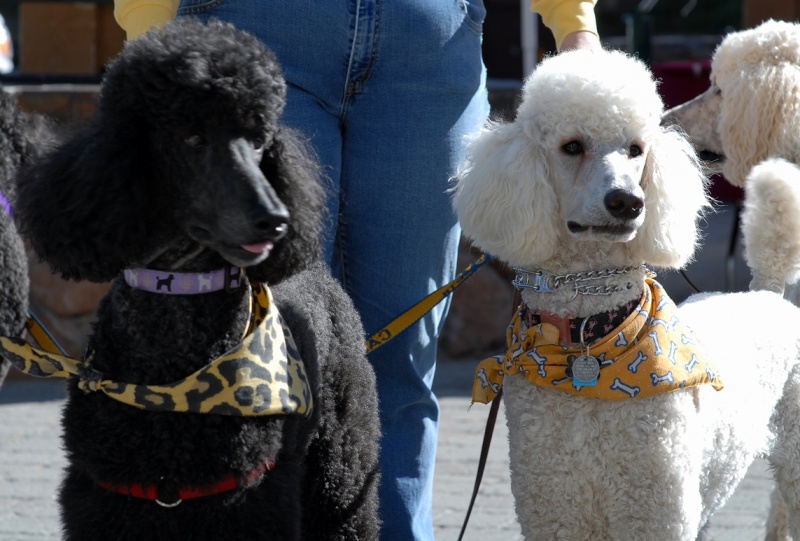ファイル:Kobe and Arthur 1509208328.jpg