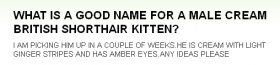 翻訳『オスのクリーム色のブリティッシュショートヘアの子猫にピッタリな名前は？』