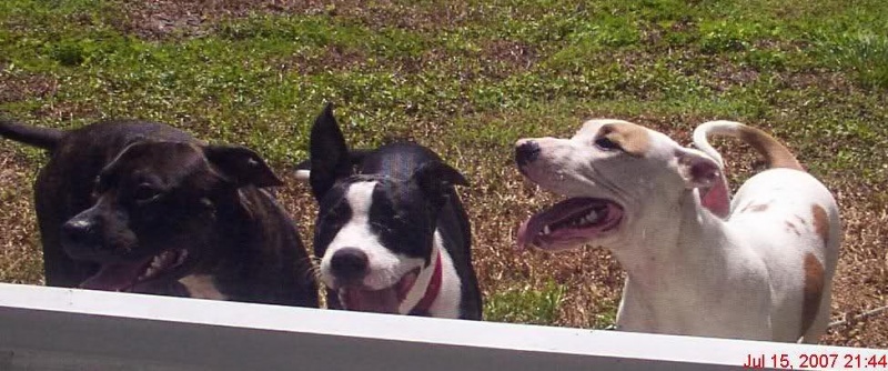 ファイル:アメリカンピットブルテリア 68l9ke0.jpg